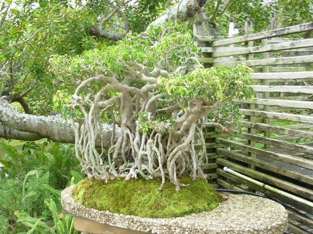 ficus banyan bonsai